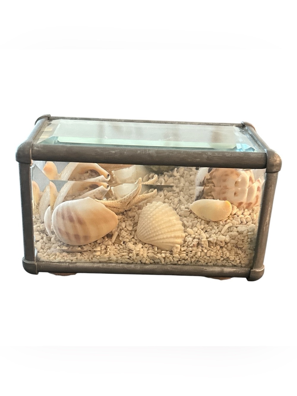 Beveled Glass Display Box with Florida Seashells